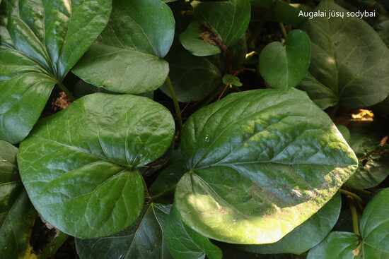 Gebenė kolchidinė (Hedera colchica)